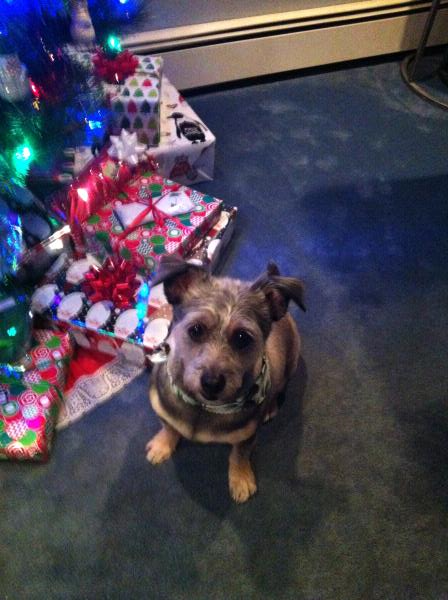 /images/uploads/juneau animal rescue/alaskapets2020/entries/14860thumb.jpg